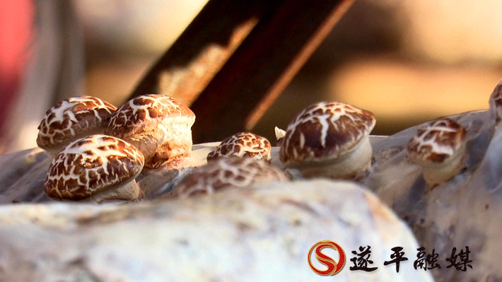 2020-8-10文平 香菇（外宣）制好.mpg_20200811_095740.625_副本