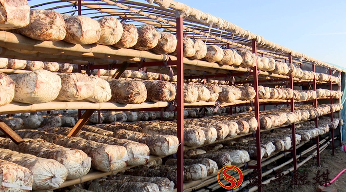 2020-8-10文平 香菇（外宣）制好.mpg_20200811_095746.377_副本