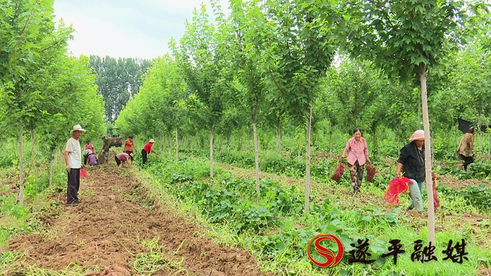 2020-8-17文城红薯.mpg_20200818_172832.447_副本