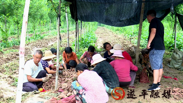 2020-8-17文城红薯.mpg_20200818_172839.511_副本