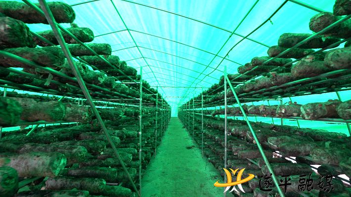 C0234.MP4_20201210_092156.297_副本