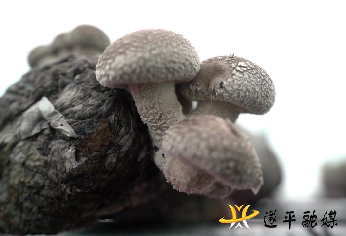 C0244.MP4_20201210_092227.289_副本