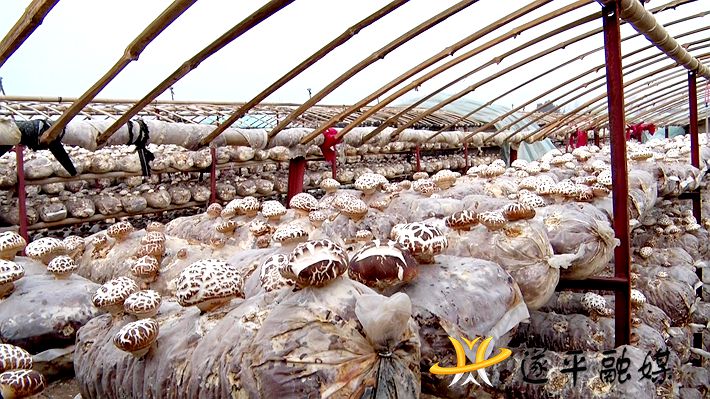 00065.MTS_20210108_165746.141_副本