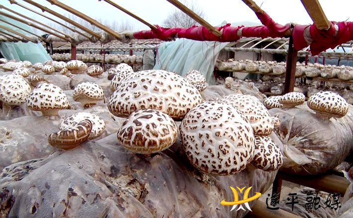 00066.MTS_20210108_165749.455_副本